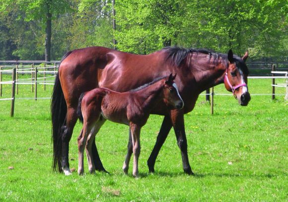 Über viele Jahre setzt der Stall Silbereiche bereits auf Forlea als Mutterstute: Das Bild zeigt Forlea im April 2011 mit ihrem vorerst jüngsten Nachkommen Forgino im Gestüt Evershorst. www.silbereiche.de