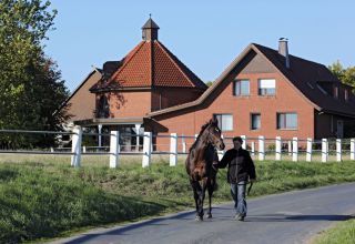 Sorgt für arbeitsreiche Wochen im Gestüt Auenquelle: Stallion Soldier Hollow beim täglichen Spaziergang. www.galoppfoto.de - Frank Sorge