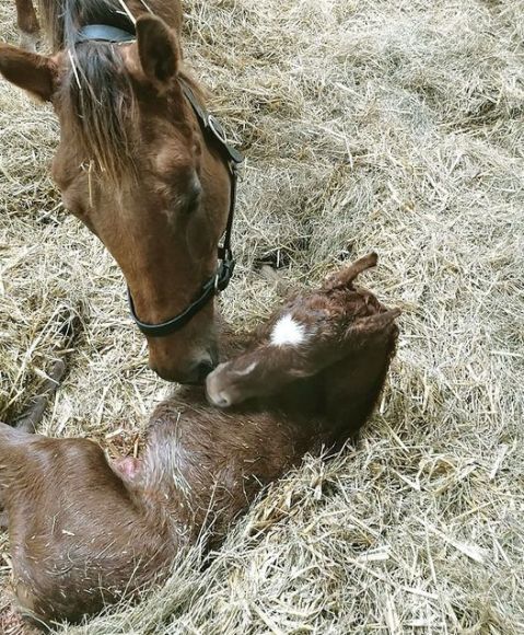 Hallo Baby: scheint hier dies listenplatzierte Görlsdorferin Soprana (Cadeaux Genereux) zu ihrem jüngsten Sohn zu sagen, Earthlight ist der Vater des Fohlens - Foto: privat