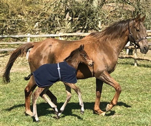 Die große weite Welt: der Görlsdorfer Koppeln bei tollem Wetter mit Mama Soprana (Cadeaux Genereux) erkunden macht Spaß - findet anscheinend dieses am 2.4. geborene Sea The Moon-Hengstfohlen - Foto: privat