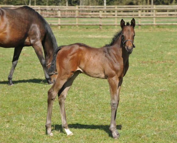 Stute von Dabirsim a.d. Sugar Baby Love, Züchter Gestüt: Brümmerhof. Foto: privat