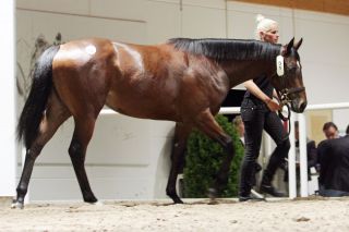 Dieses Fährhofer Angebot brachte 80.000 Euro: Stute von Lando aus der Reine vite im Auktionsring. www.galoppfoto.de - Sarah Bauer