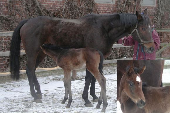 Die Milchbar ist eröffnet und das Stutfohlen von Mamool ist dort ein häufiger Gast mit großem Appetit: Demnächst wechseln beide ins Gestüt Graditz, wo Forlista von Santiago gedeckt wird. Foto: www.silbereiche.de