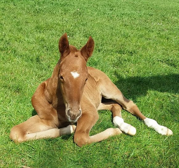 Chillen im Grünen