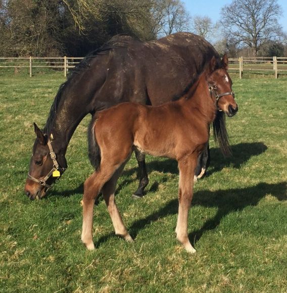 Die französische Februarsonne: ...im Haras du Thenney genießt dieser wohlgeratene Sohn des Derbysiegers 2011, Waldpark, während Mama Suquia sich mehr für des erste grüne Gras des Jahres begeistert. Foto: privat