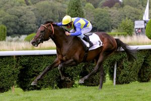 Alianthus kennt in Düsseldorf jeden Grashalm ... geht als Titelverteidiger ins Rennen. www.duesseldorf-galopp.de - Tuchel