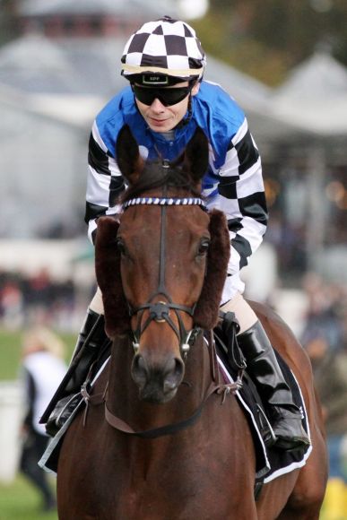 Comeback nach Verletzungspause im Großen Preis des MHWK: Torcedor mit Jamie Spencer beim Aufgalopp in Köln. www.galoppfoto.de - Sandra Scherning