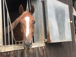 Antrittsbesuch bei Torquator Tasso 2020 in Mülheim: Schon als Derbyzweiter ein Star, keiner konnte ahnen, was danach noch kommen würde ... ©Dequia - Frauke Delius