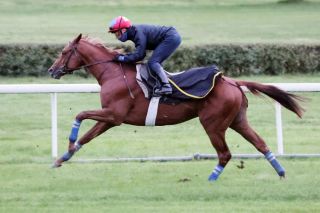 Im Galopp: Torquator Tasso und Frankie Dettori proben bei der Abschlussarbeit für den 101. Prix de l'Arc de Triomphe. ©galoppfoto - Stephanie Gruttmann