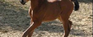 Über dieses Stutfohlen von  It's Gino aus der Ajesha freut sich der Stall Equus Maximus. Foto: Heike Frohburg