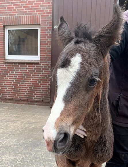 Endlich: ist es passiert! Nach sechs Hengsten darf man im Gestüt Brümmerhof den ersten weiblichen Nachwuchs der Waldtraut (Oasis Dream) begrüßen. Das bunte Blue Point-Stutfohlen wird als selbständig und furchtlos beschrieben - Foto: privat