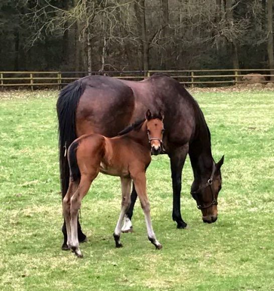 Verwandschaft von Wai Key Star: Wamika (v. Shirocco), die Mutter dieses neugierig in die Kamera schauenden Stutfohlens ist eine Schwester zu Wai Key Star. Der Vater ist Soldier Hollow, Züchter das Gestüt Park Wiedingen. Foto: privat