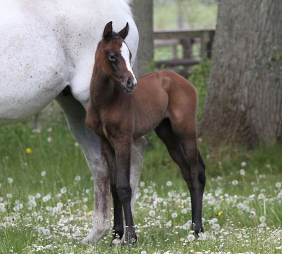 Auf dem Söderhof: wurde am 2.5. diese kleine Schönheit geboren, die sich hier so dekorativ in den Pusteblumen präsentiert. Vater des Stutfohlens ist Protectionist, die Mutter Wave Goodbye (Linamix), als Züchter zeichnet Dr. Frank Lehnhardt - Foto: privat