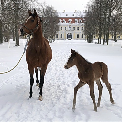 Vor dem Graditzer Schloss: im Schnee präsentiert sich Weeping Wind (Oratorio) mit ihrem diesjährigen Hengstfohlen von Decorated Knight, der Stall Parthenaue zeichnet als Züchter - Foto: privat