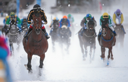 Acht Längen voraus: Der Sieger Fabrino mit Olivier Placais auf der Zielgeraden beim Gübelin 76. Großer Preis von St. Moritz, www.swiss-image.ch - Andy Mettler