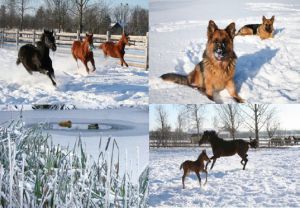 Winteridylle 2010 - 2011 im Gestüt Hofgut Heymann im Allgäu. Foto: privat