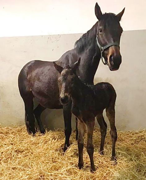 Den selben Vater: wie die große Enable hat diese junge Dame, nämlich Nathaniel. Wobei sich die Mama Wolkenburg (Big Shuffle) auch nicht verstecken muss mit 92 kg Rennleistung. Im Gestüt Ebbesloh darf man jedenfalls gespannt sein - Foto: privat