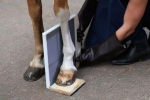 Zehe und Fesselgelenk eines Pferdes werden geröntgt. www.galoppfoto.de - Frank Sorge