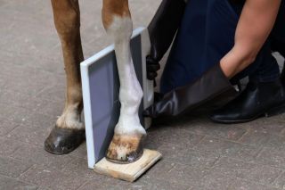 Zehe und Fesselgelenk eines Pferdes werden geröntgt. www.galoppfoto.de - Frank Sorge