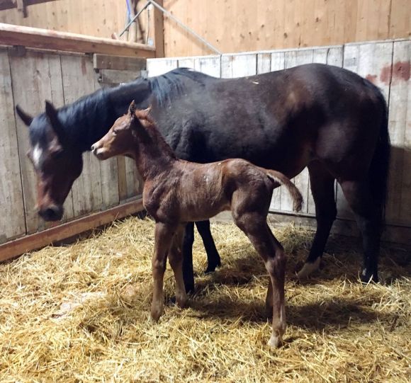 Schnellstarter: Gerade mal eine halbe Stunde auf der Welt ist dieser Amaron-Sohn. Mutter Zilla (Areion) und die Züchter vom Gestüt Keilhof sind zufrieden - Foto: privat