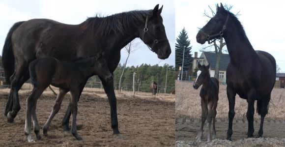 Contat-Nachkommen Nr. 4 und 5: Links ein Stutfohlen aus der Miss Biene, rechts der erste Hengst mit seiner Mutter Rote Rose. Fotos (2): Ralf Paulick