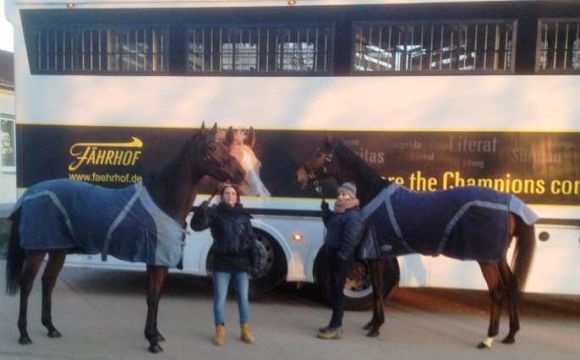 Zwei Gr. I-Siegerin aus dem Asterblüte-Stall sagen "Good bye": Danedream (rechts) und Salomina reisten am 13. Januar 2013 nach England. Foto: www.taxi4horses.com